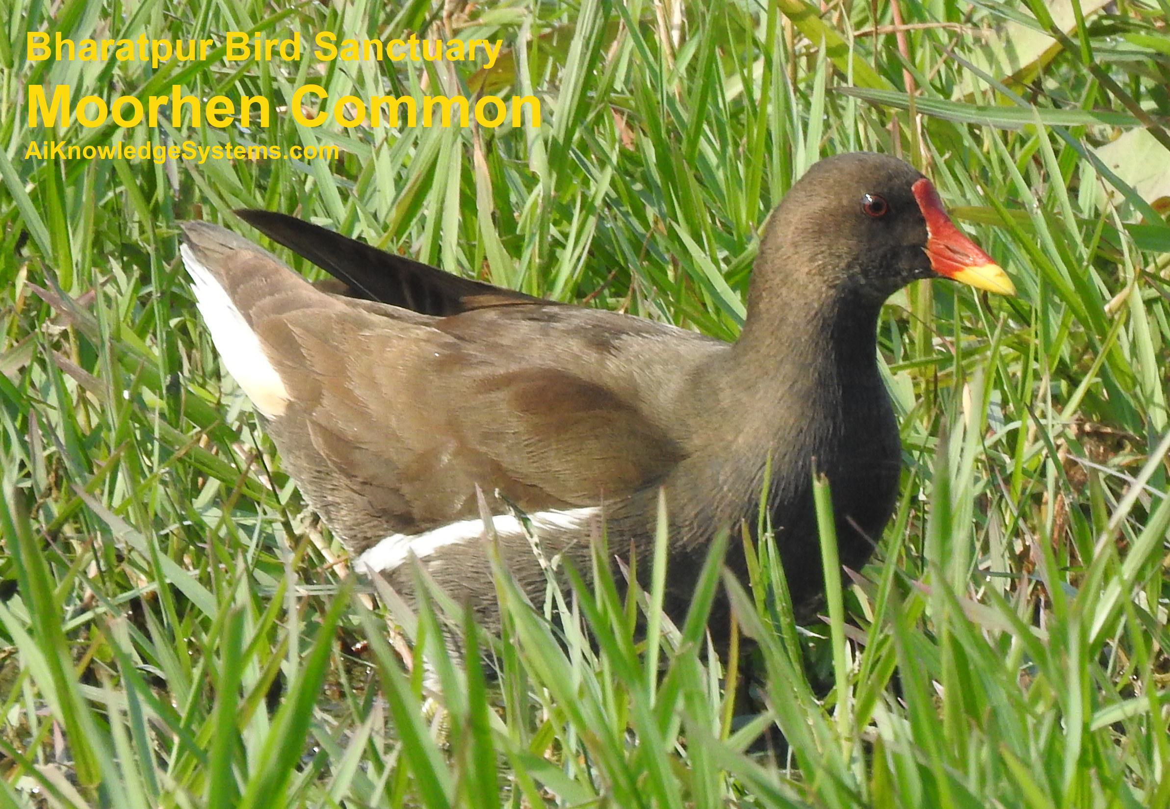 Moorhen Common (4) Coming Soon